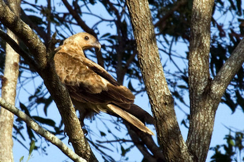 Whistling Kite (Haliastur sphenurus)